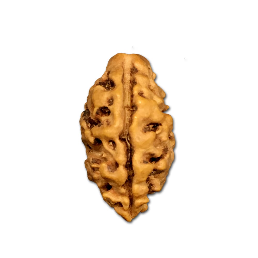 2mnp-2.jpg 2 Mukhi Nepal Rudraksha Medium - Image 1