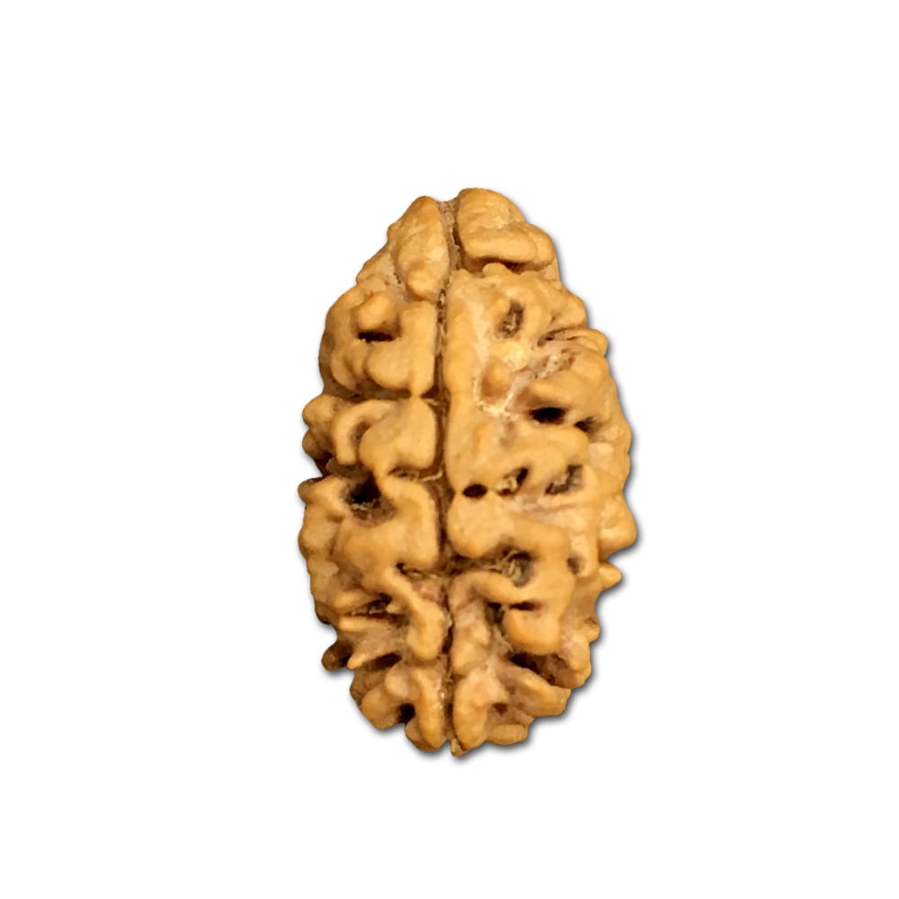 2mnp-4.jpg 2 Mukhi Nepal Rudraksha Collector - Image 1