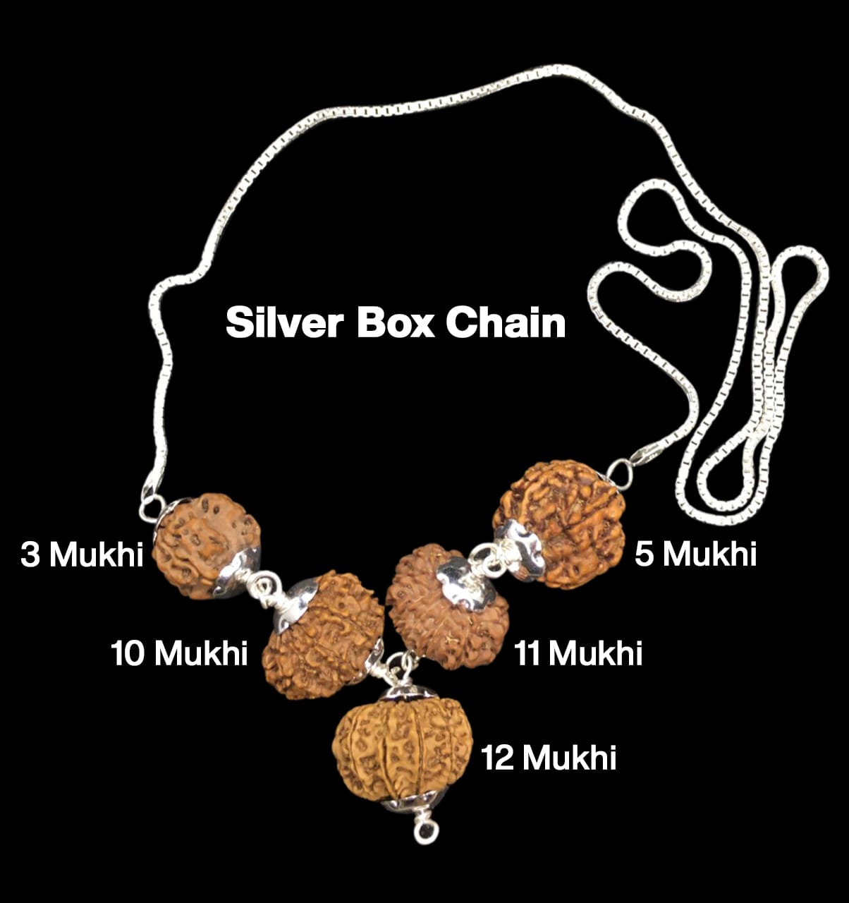 3-5-10-11-12-11.jpg Rudraksha Combination for Navagraha Shanti 3,5,10,11,12 Mukhi Nepal in Silver Chain - Image 1
