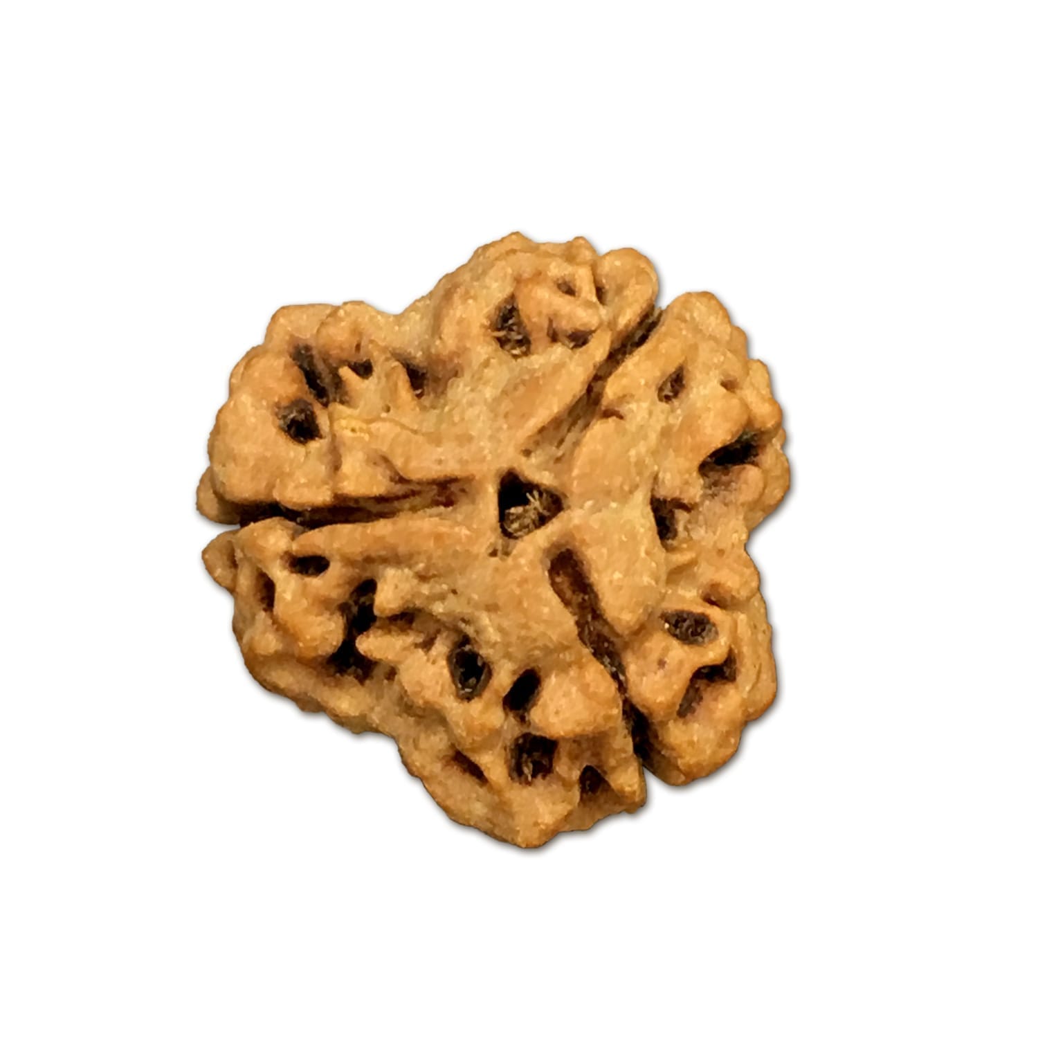 3NB.jpg 3 Mukhi Nepal Rudraksha Big - Image 1