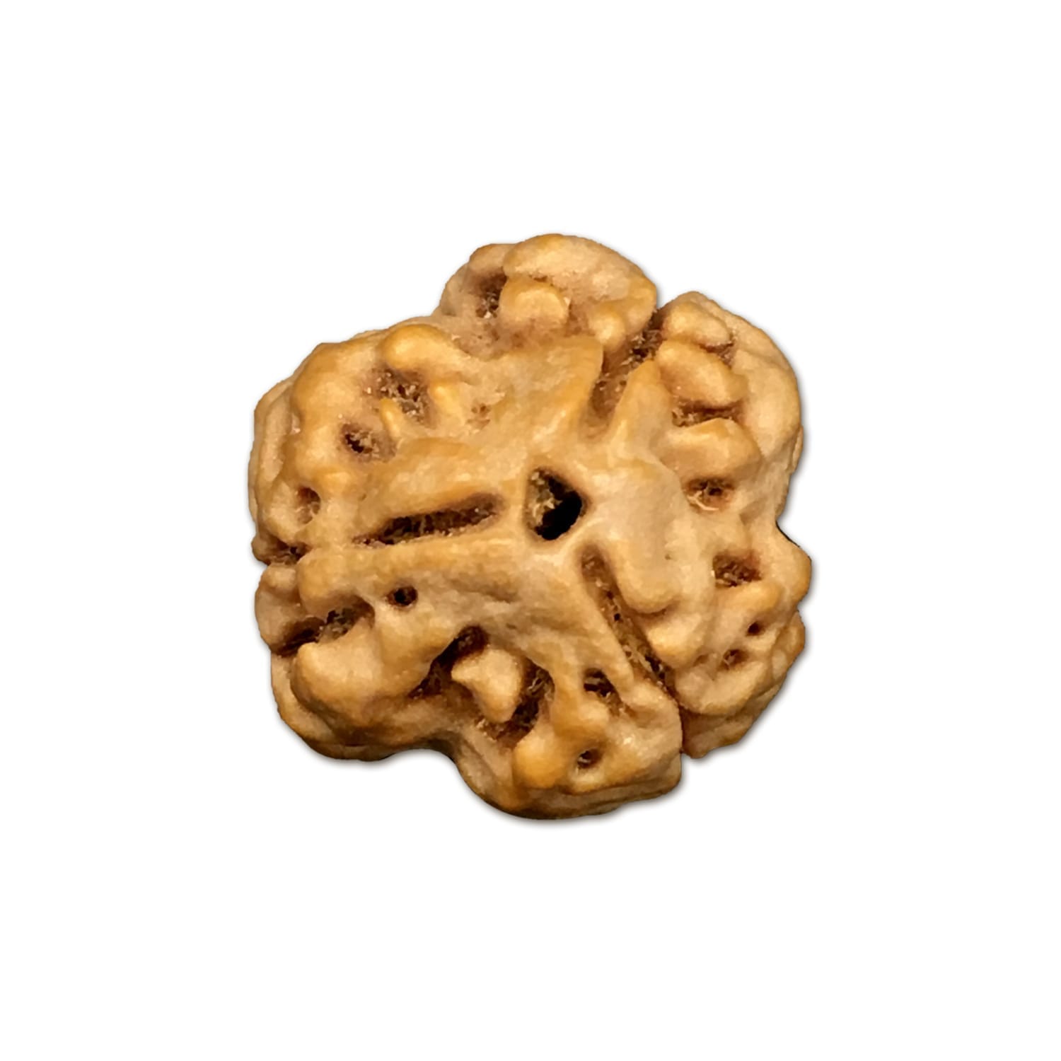 3NM.jpg 3 Mukhi Nepal Rudraksha Medium - Image 1