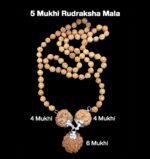 Rudraksha Combination for Students 4,4,6 Mukhi Nepal in Rudraksha Mala