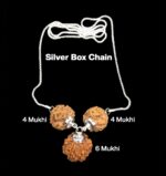 Rudraksha Combination for Students 4,4,6 Mukhi Nepal in Silver Chain