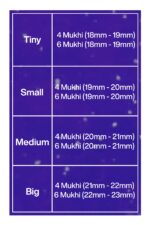 Rudraksha Combination for Students 4,4,6 Mukhi Nepal in Silver Mala - Image 2