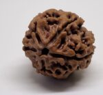 5 Mukhi Nepal Rudraksha Premium Quality - Shivaratri Special- 6 piece