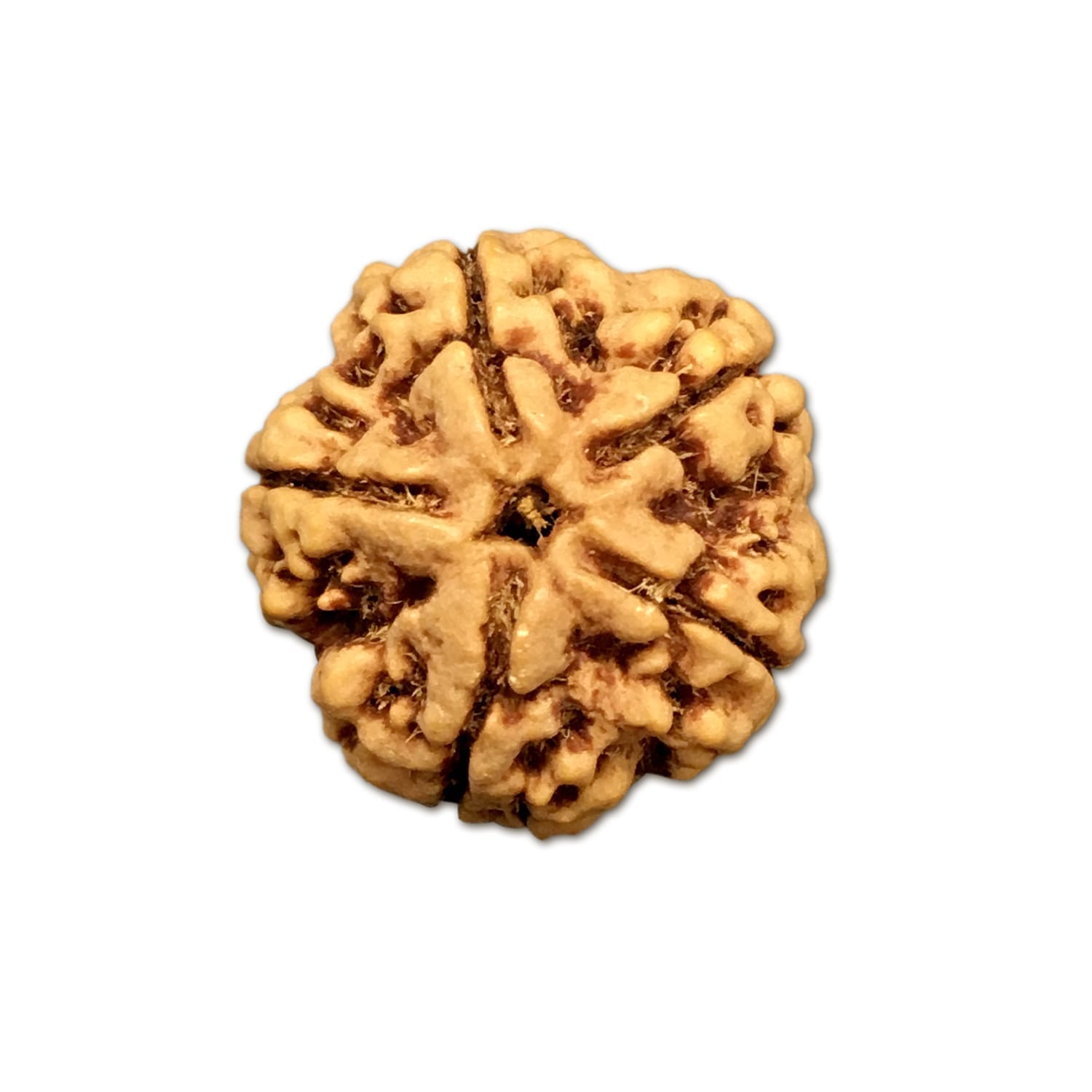 5NB.jpg 5 Mukhi Nepal Rudraksha Big - Image 1