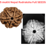 5 Mukhi Nepal Rudraksha Premium Quality - Image 5