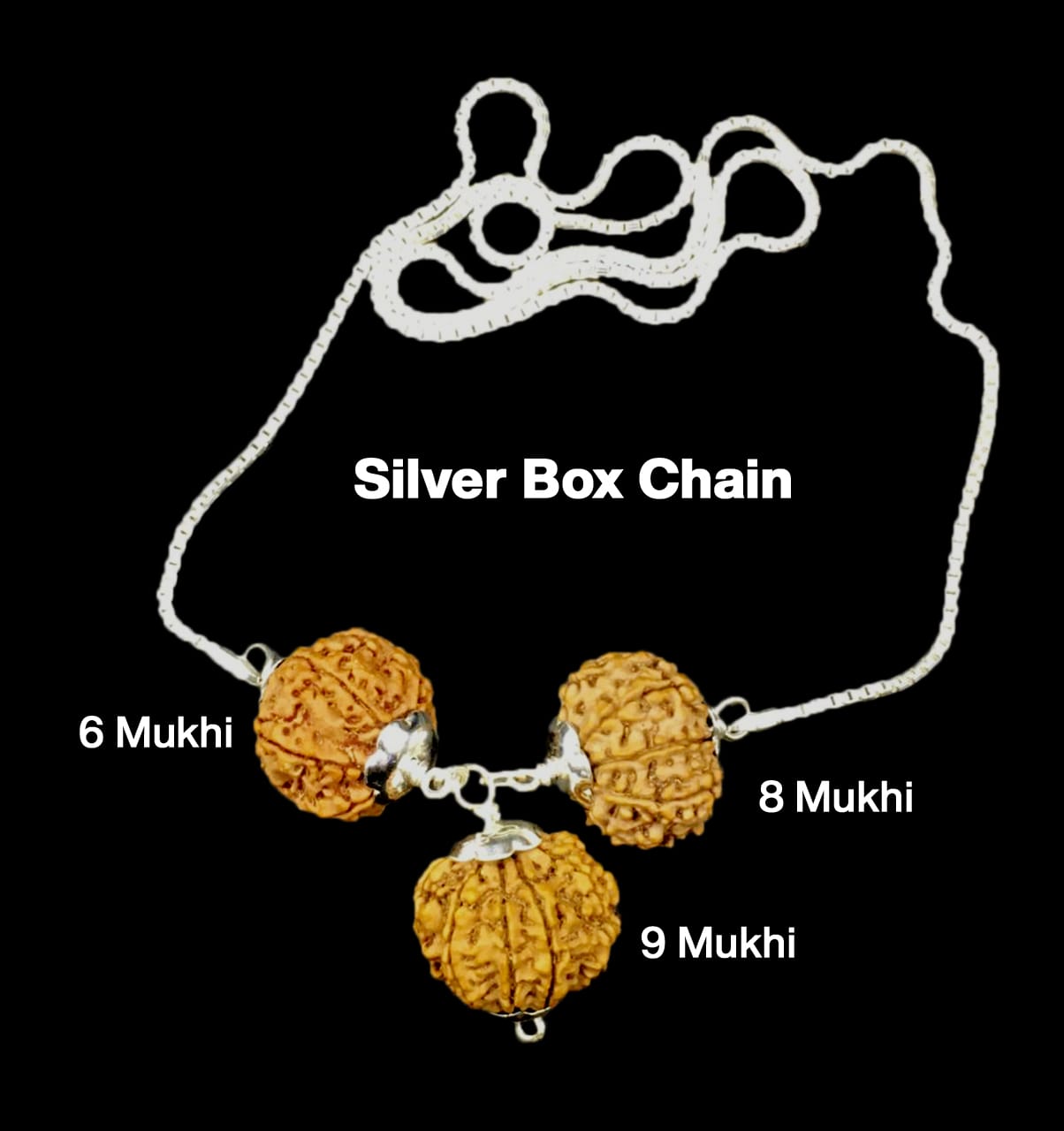 6-8-9-48.jpg Rudraksha Combination for Females in Business 6,8,9 Mukhi Nepal in Silver Chain - Image 1