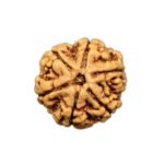 6 Mukhi Nepal Rudraksha Small(19mm-21mm)