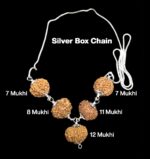 Rudraksha Combination for Business Power (Executives & Businessmen) 7,7,8,11,12 Mukhi Nepal in Silver Chain