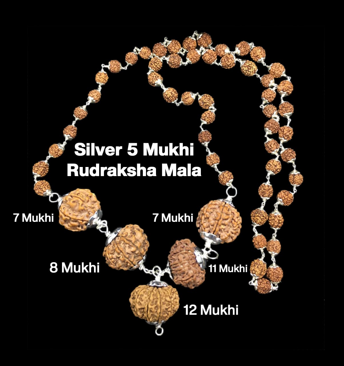 7-7-8-11-12-20.jpg Rudraksha Combination for Business Power (Executives & Businessmen) 7,7,8,11,12 Mukhi Nepal in Silver Mala - Image 1
