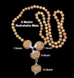 Rudraksha Combination for Business Power (Marketing & Trading) 7,7,8,13 Mukhi Nepal in Rudraksha Mala