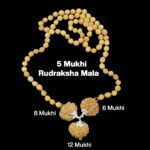 Rudraksha Combination for Business 6,8,12 Mukhi Nepal in Rudraksha Mala