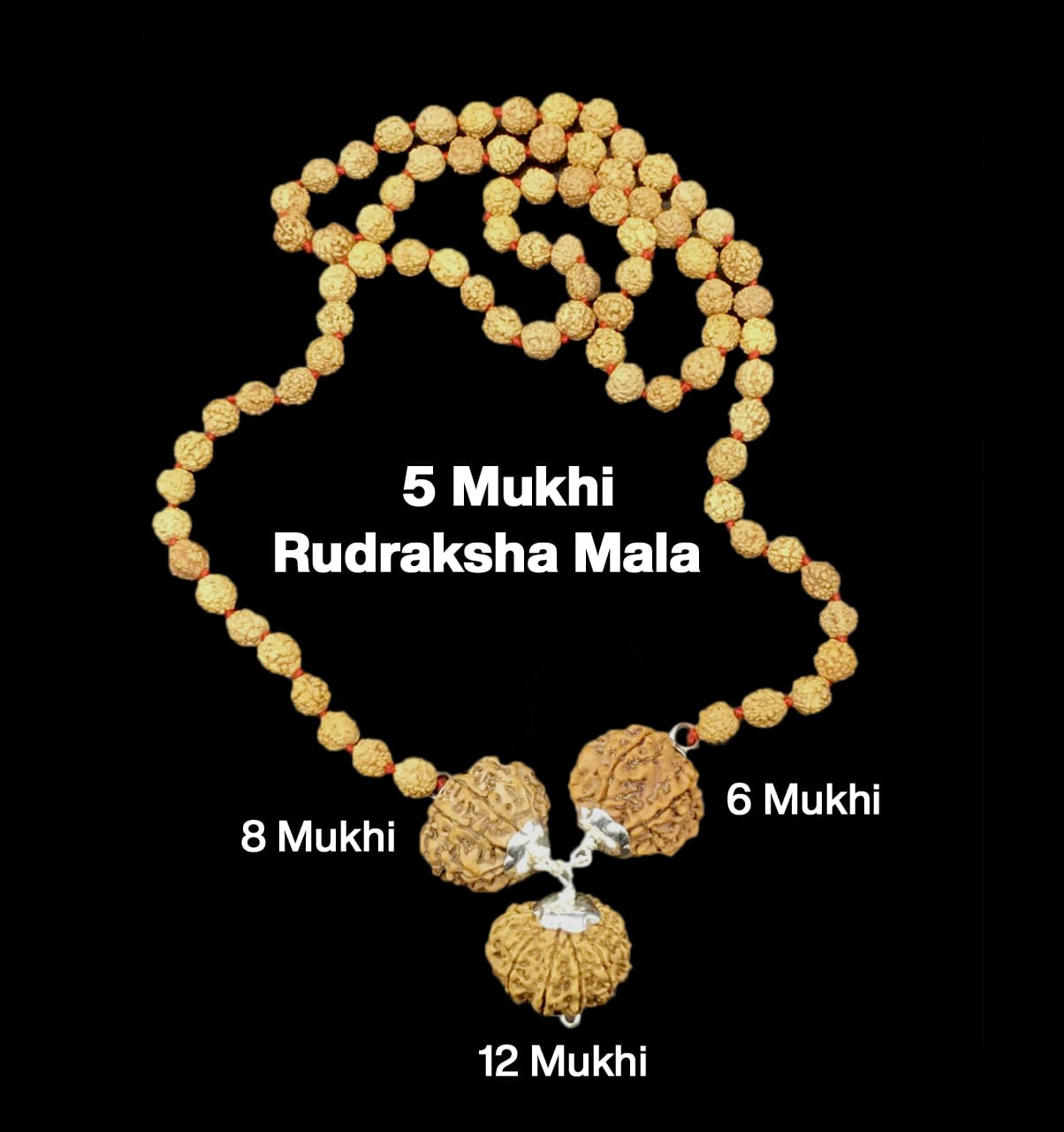 8-6-12-43.jpg Rudraksha Combination for Business 6,8,12 Mukhi Nepal in Rudraksha Mala - Image 1