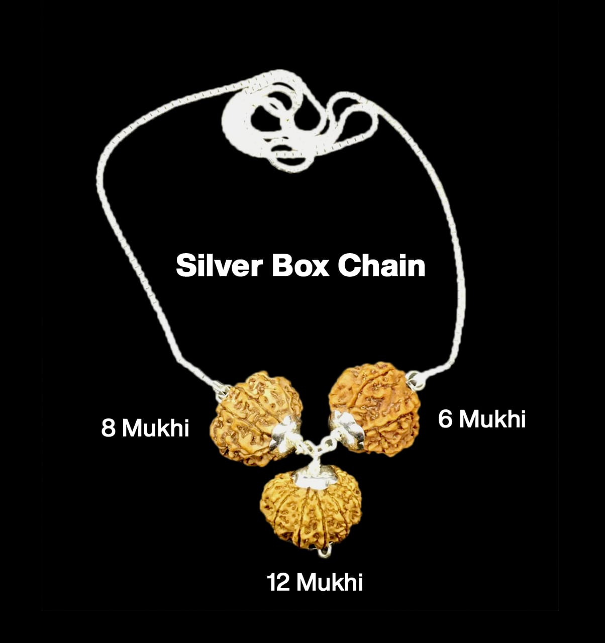 8-6-12-44.jpg Rudraksha Combination for Business 6,8,12 Mukhi Nepal in Silver Chain - Image 1
