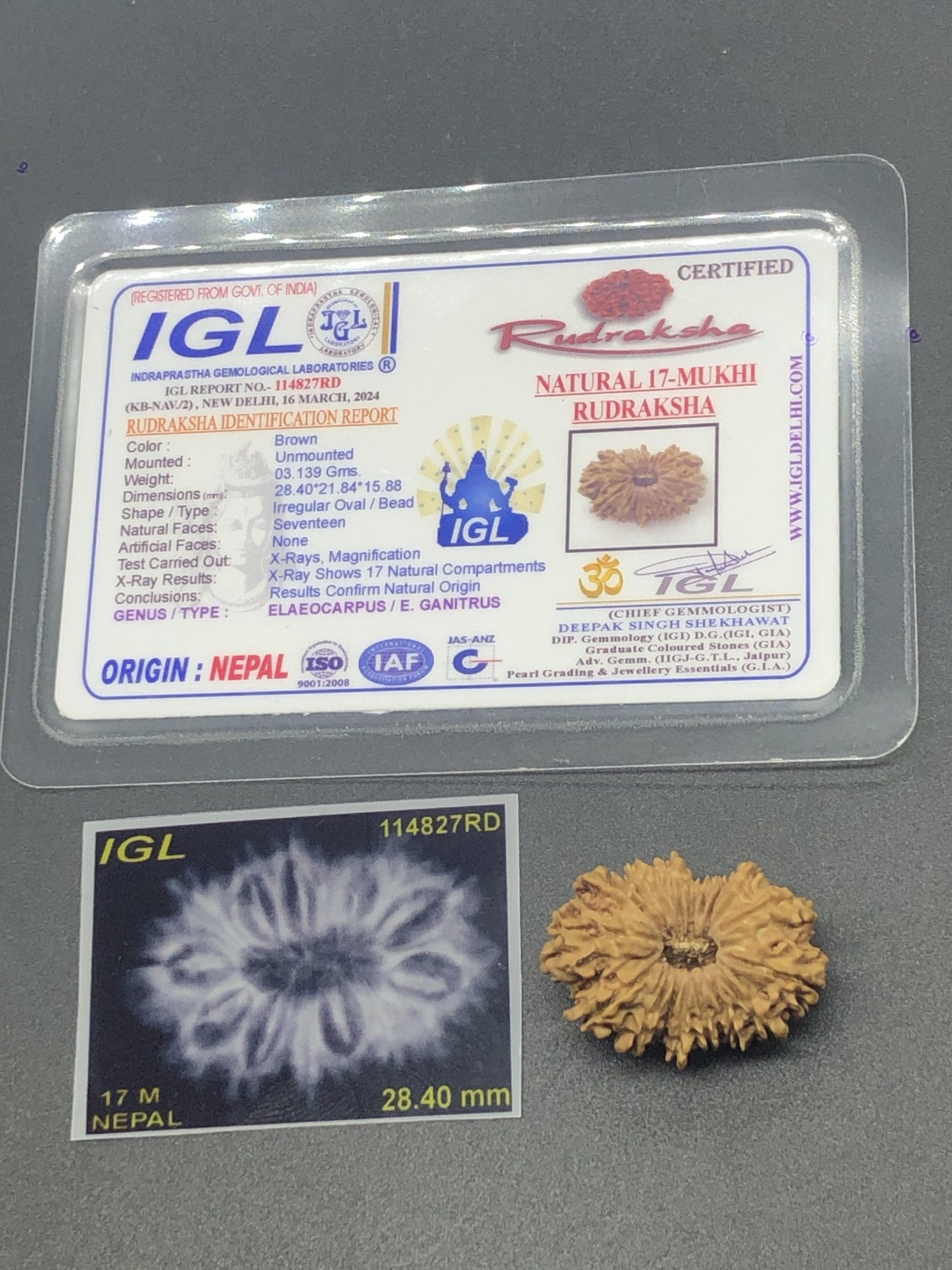 IMG_7597-scaled-1.jpg 17 Mukhi Nepal Rudraksha Seventeen Face 28.40mm 3.13 Gms - Image 1