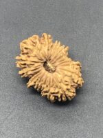 17 Mukhi Nepal Rudraksha Seventeen Face 28.40mm 3.13 Gms - Image 2