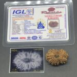 17 Mukhi Nepal Rudraksha Seventeen Face 29.77mm 4.28 Gms