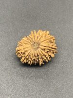 17 Mukhi Nepal Rudraksha Seventeen Face 24.46mm 3.22Gms - Image 2