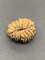 17 Mukhi Nepal Rudraksha Seventeen Face 24.46mm 3.22Gms - Image 3