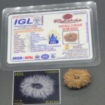 17 Mukhi Nepal Rudraksha Seventeen Face 25.52mm 3.11Gms