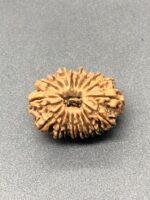 18 Mukhi Nepal Rudraksha Eighteen Face 27.72mm 4.24 GMS - Image 2