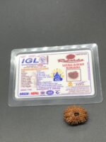 18 Mukhi Nepal Rudraksha Eighteen Face 25.25mm 2.96 GMS