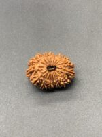 18 Mukhi Nepal Rudraksha Eighteen Face 25.25mm 2.96 GMS - Image 2