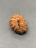 18 Mukhi Nepal Rudraksha Eighteen Face 25.25mm 2.96 GMS - Image 3