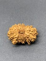 18 Mukhi Nepal Rudraksha Eighteen Face 29.64mm 4.12 GMS - Image 2