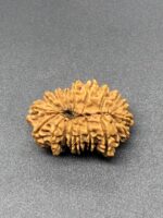 18 Mukhi Nepal Rudraksha Eighteen Face 29.64mm 4.12 GMS - Image 3