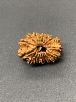 18 Mukhi Nepal Rudraksha Eighteen Face 25.45mm 2.75 GMS - Image 2