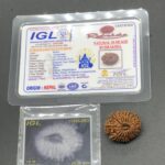 18 Mukhi Nepal Rudraksha Eighteen Face 24.20mm 3.77 GMS