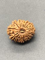 18 Mukhi Nepal Rudraksha Eighteen Face 24.20mm 3.77 GMS - Image 2