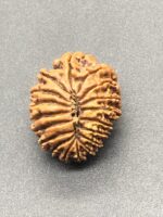 18 Mukhi Nepal Rudraksha Eighteen Face 24.20mm 3.77 GMS - Image 3