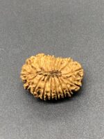18 Mukhi Nepal Rudraksha Eighteen Face 25.16mm 2.45 GM - Image 3