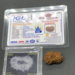 18 Mukhi Nepal Rudraksha Eighteen Face 26.37mm 3.02 GMS