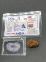 18 Mukhi Nepal Rudraksha Eighteen Face 26.37mm 3.02 GMS