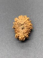 18 Mukhi Nepal Rudraksha Eighteen Face 25.15mm 2.77 GMS - Image 3