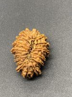 18 Mukhi Nepal Rudraksha Eighteen Face 25.15mm 2.77 GMS - Image 2