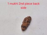 1 Mukhi Small Rudraksha with X-Ray Certificate - Image 3