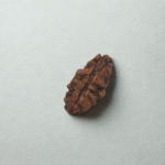 1 Mukhi Small Rudraksha with X-Ray Certificate