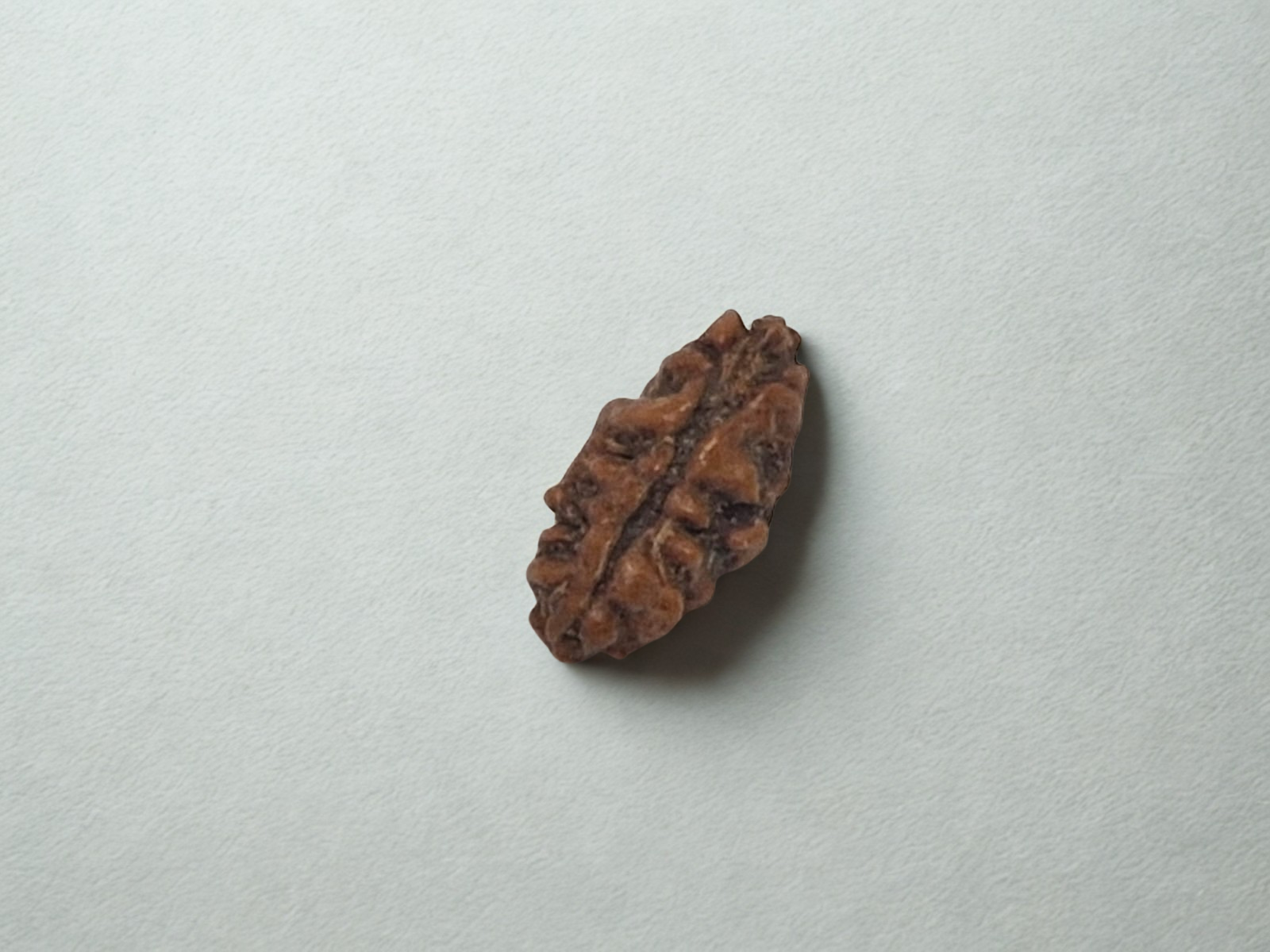 bg_for_website 1 Mukhi Small Rudraksha with X-Ray Certificate - Image 1