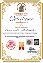 7 mukhi Rudraksha - Nepal -Full seeds -19.9mm - Image 5