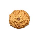 10 Mukhi Indonesian Rudraksha Big
