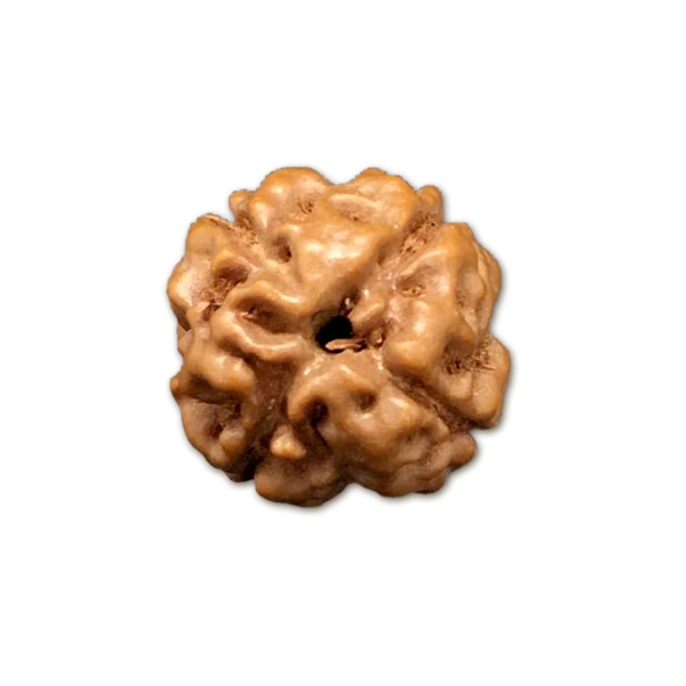 img11.jpg 4 Mukhi Indonesian Rudraksha Big - Image 1