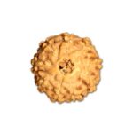 9 Mukhi Indonesian Rudraksha Medium