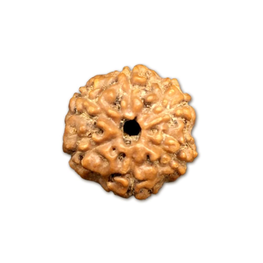 img17.jpg 6 Mukhi Indonesian Rudraksha Big - Image 1
