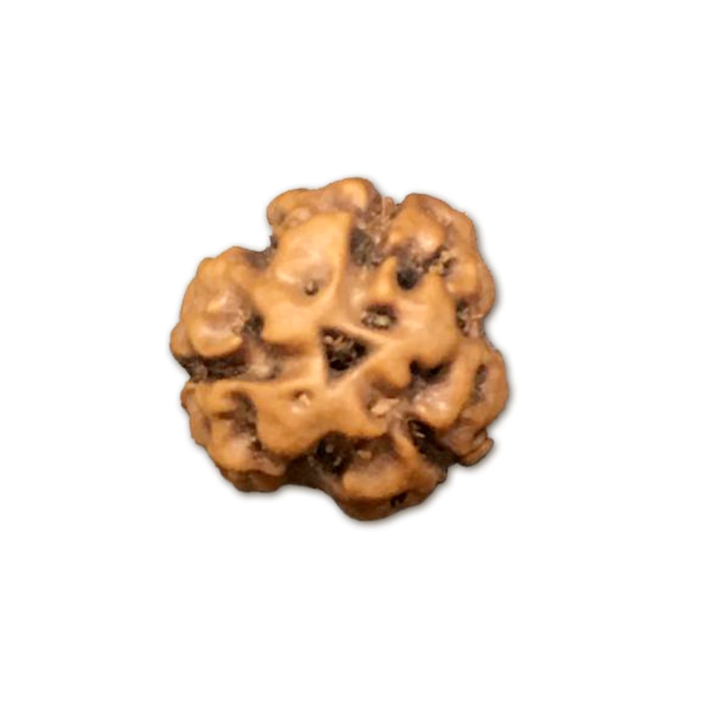img20.jpg 3 Mukhi Indonesian Rudraksha Big - Image 1