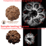 5 Mukhi Nepal Rudraksha Premium Quality - Image 3